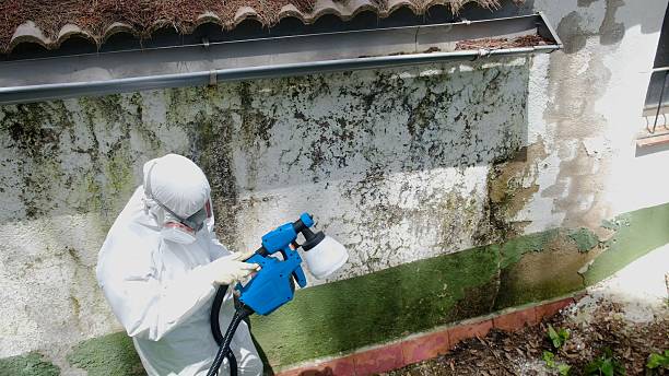 Trusted Basement Mold Remediation service in Geneva, NY - Cheap Mold Removal